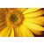 Arnica Oil