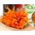 Organic Calendula Oil in Organic Olive Oil