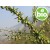Organic 1st-press Dathelo Oil