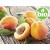 Organic Apricot Kernel Oil - 1st Pressing