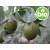 Organic Virgin Jojoba Oil, 1st Pressed