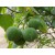 Kukui Nut Oil