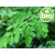 Organic Virgin Moringa Oil - 1st Pressing