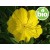 Organic Virgin Evening Primrose Oil, 1st Pressed