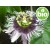 Organic Passionflower / Passion Fruit Oil - 1st Pressing