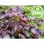 Organic Virgin Perilla Oil - 1st Pressing