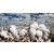Cottonseed Oil