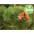 Organic Douglas Pine Essential Oil (Douglas Fir)