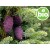 Wild and Organic Black Spruce Essential Oil