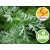 Organic Bitter Wormwood / Wormwood Essential Oil