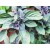 Camphor Basil Essential Oil