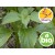 Spicy Basil Essential Oil - Wild Organic