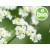Organic Caraway Essential Oil