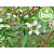 Organic Lemon-scented Tea Tree Essential Oil