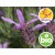 Wild and Organic French Lavender Essential Oil