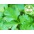 Organic Coriander Essential Oil - Seeds