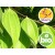 Wild and Organic Himalayan Cinnamon Essential Oil