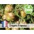 Organic Provence Cypress Essential Oil - France