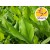 Wild Organic Turmeric Essential Oil - Leaves