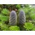 Siberian Fir Essential Oil