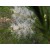 Australian Tea Tree Essential Oil