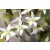 Buchu Essential Oil