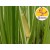 Sweet Flag Essential Oil - Wild