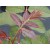 Chinese Cedarwood Essential Oil