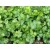 Coriander Essential Oil - Seeds