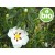 Organic Wild Cistus Essential Oil