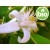 Organic Orange Blossom / Neroli Essential Oil