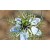 Cumin Essential Oil