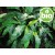 Organic Cardamom Essential Oil