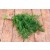 Dill Essential Oil