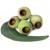 Organic Eucalyptus Smithii Essential Oil