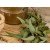 Eucalyptus Globulus Essential Oil 80/85
