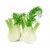 Bitter Fennel Essential Oil