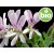 Organic Bourbon Geranium Essential Oil
