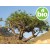 Organic Frankincense Essential Oil (Olibanum) - Boswellia carterii