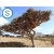 Wild Indian Frankincense Essential Oil (Boswellia serrata)