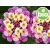 Organic Lantana Essential Oil
