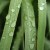 Lemongrass Essential Oil Ct. Rodinol