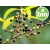 Organic Litsea Cubeba Essential Oil / Organic Exotic Verbena
