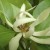 Magnolia Essential Oil (Leaves)