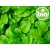 Organic Pennyroyal Essential Oil