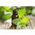 Peppermint Essential Oil