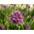 Himalayan Spikenard Essential Oil - Jatamansi