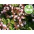 Organic Compact Oregano Essential Oil