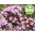 Organic Common Oregano Essential Oil