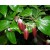 Organic Ho Wood Essential Oil - Madagascar